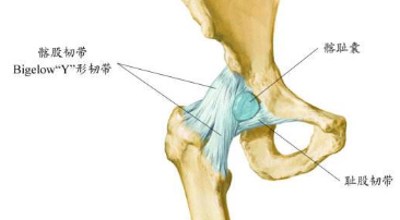髋关节韧带拉伤怎么办能康复