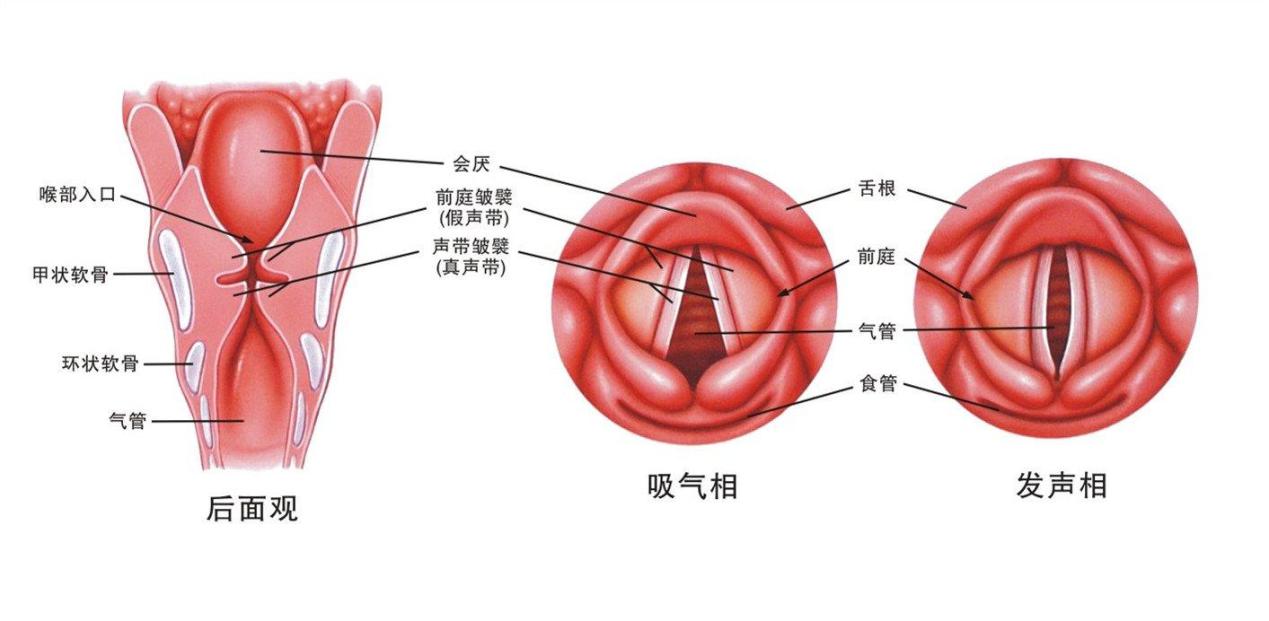 线上+线下，金鸣片量身定做护嗓专题活动