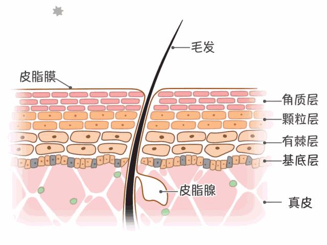 #守护皮肤，从爱肤开始# 皮肤问题不用慌，邦邦为你保驾护航（下）