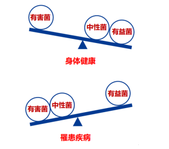 肠道菌群平衡是“肠”健康的关键！调理肠道吃益生菌和乳酸菌哪个好？