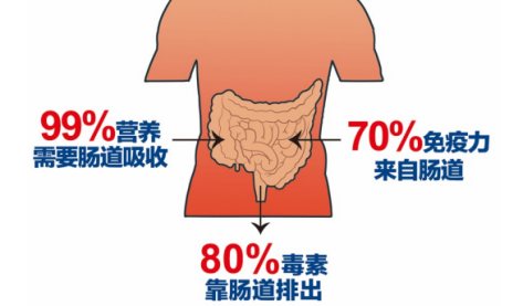 肠道不好怎么调理？平衡菌群，守护肠健康~