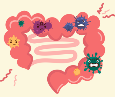 秋冬换季如何养好肠道菌群，提高肠道免疫力？