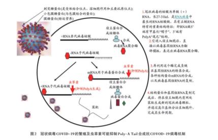 全球最大规模新冠后遗症研究结果发布 强调免疫力重要性